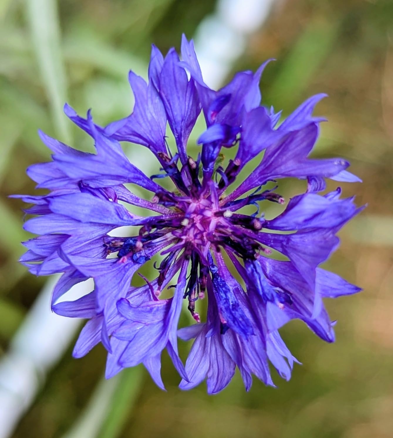 🌱Premium Cornflower Seeds – The "Unstoppable" Wildflower That Grows Anywhere