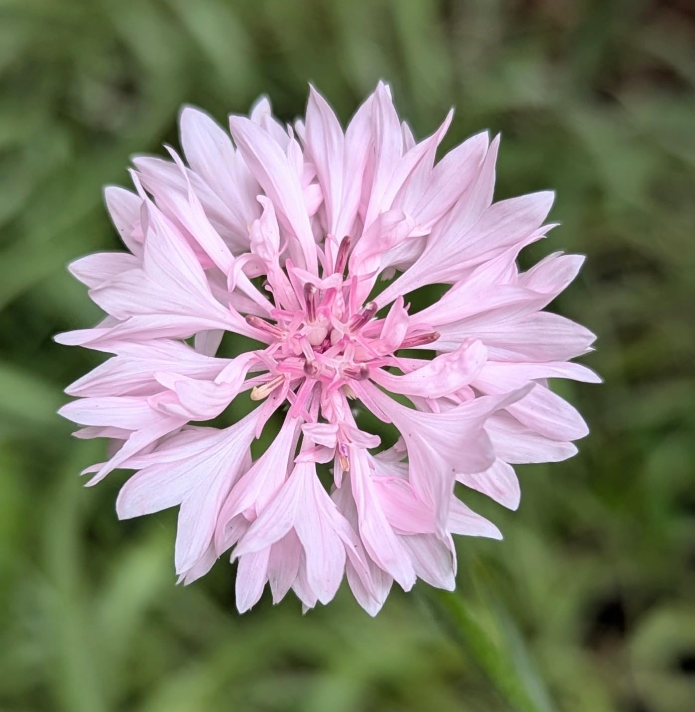 🌱Premium Cornflower Seeds – The "Unstoppable" Wildflower That Grows Anywhere