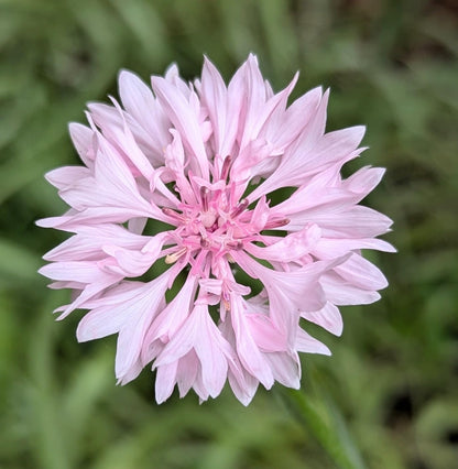 🌱Premium Cornflower Seeds – The "Unstoppable" Wildflower That Grows Anywhere